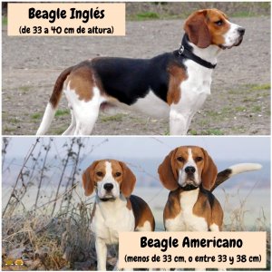 Cuántos Tipos de Beagle Hay Características Diferencias 25 Colores