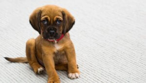 Cu Ntas Veces Debe Comer Un Cachorro Frecuencia Y Cantidad