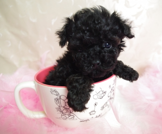 Caniche (poodle) tacita de te