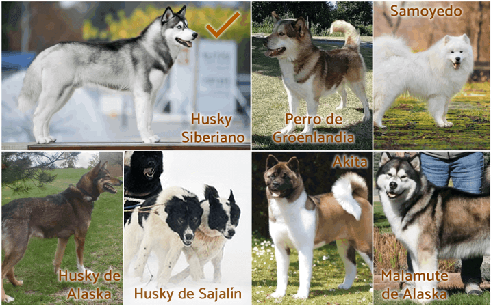 Introducir 47+ imagen tipos de razas de lobos siberianos