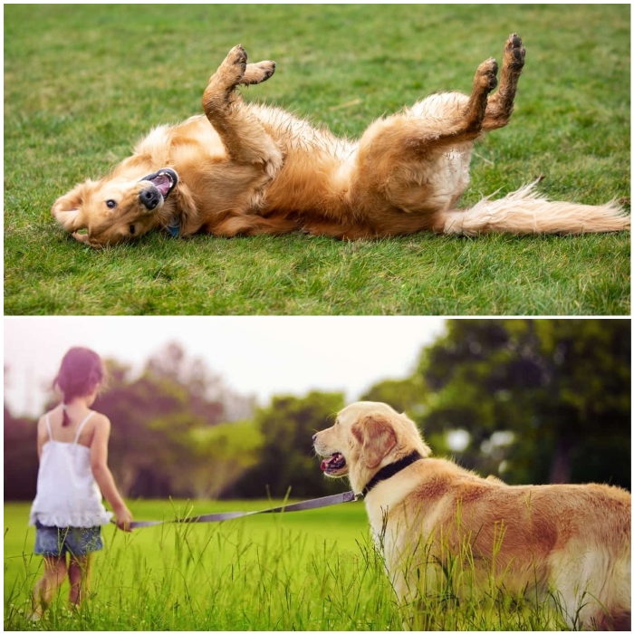 perro jugando sobre la hierba