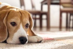 perro cabizbajo en el suelo