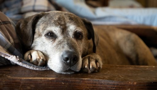 11 Tipos De Tumores Bultos Y Quistes Comunes En Perros