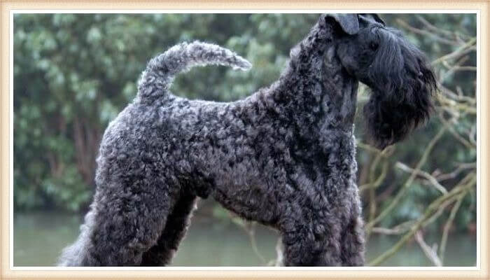 hermoso kerry blue terrier de capa azulada