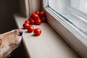 perro junto a la venta olfateando tomates cherry