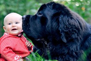 perro gigante besando a un bebé