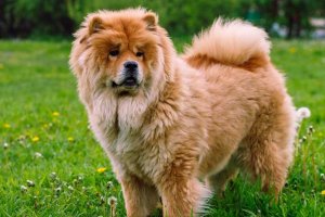 hermoso perro chow chow de erguido sobre la hierba