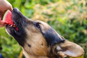 perro comiendo sandía de la mano de su dueño