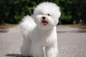 hermoso bichón blanco paseando