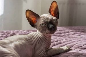 gato esfinge acostado sobre la cama