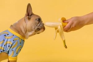 perro olfateando una banana en la mano de su dueño
