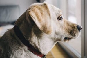 perro pensativo mirando por la ventana