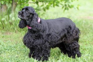 hermoso cocker spaniel de color negro intenso