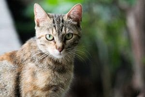 gato de ojos verdes mirando atentamente