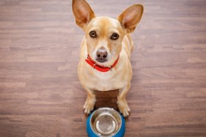 perro sentado frente a tazón de comida vacío