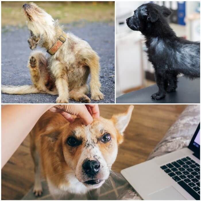 perro negro que ha perdido casi todo el pelo