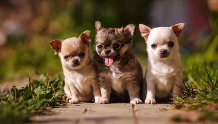 Cuarto Cereza Costa Cuál es el Precio de un Chihuahua? Compra y Costo de Vida