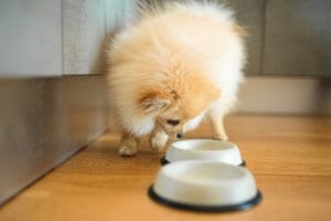 pomerania acercandose a sus tazones