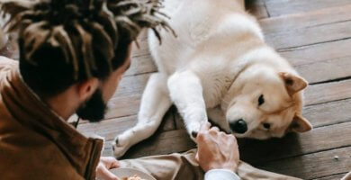 hombre compartiendo snack con su perro