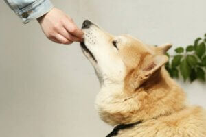 duena dando de comer a su perro