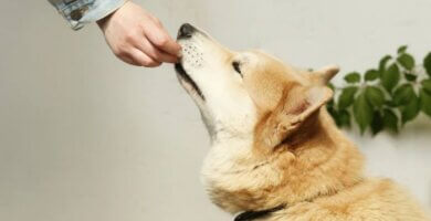 duena dando de comer a su perro