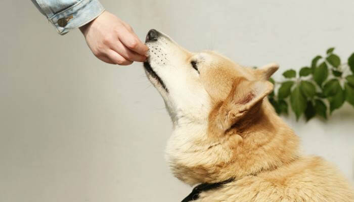 duena dando de comer a su perro