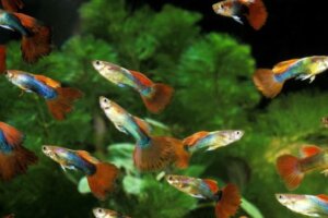 grupo de peces guppy en acuario