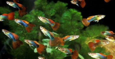 grupo de peces guppy en acuario